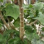 Image result for Senecio oxyriifolius