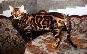 He is a bengal mixture so his tabby markings are newt is a stunning bengal mixture. Mating Bengal Cat In The City Of Kharkov Ukraine Price 250 Announcement 8089