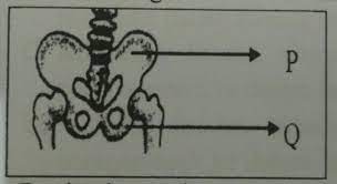 Sistem rangka manusia adalah sistem organ yang rangka manusia dan fungsinya. Bagian Kerangka Manusia Yang Ditunjuk Dengan Huruf P Dan Q Adalah A Tulang Usus Dan Tulang Brainly Co Id