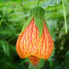 Image result for Abutilon grantii