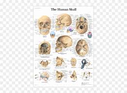 Anatomical Chart Human Skull Detailed Anatomy Of Skull