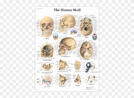 anatomical chart human skull detailed anatomy of skull