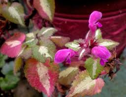 Mar 11, 2021 · like creeping myrtle, pachysandra terminalis is a short (6 inches), evergreen ground cover for shade. Lamium Maculatum Purple Dragon Purple Dragon Archangel Plant Lust