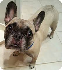 They are playful and affectionate and their loyal, loving nature makes them a. Orlando Fl French Bulldog Meet Tie A Pet For Adoption
