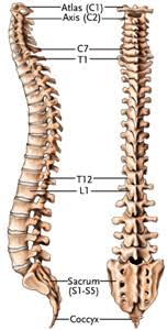 Lower back vertebrae (5) (lumbar vertebrae) back of skull (occipital bone) fused vertebrae (5) (sacrum) hand bones (metacarpals) finger bones (phalanges) heel bone (calcaneus) skull (cranium) backbone. Patient Education Spine Diagrams New York Back Doctor