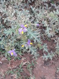 Image result for Tephrosia tanganicensis