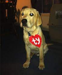 Blog 15 Easy Simple Diy Pet Costumes Diy Pet Costumes Diy Dog Stuff Pet Costumes