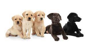 Labrador Retriever Easy To Train Dogs That Are Good For First Time Owners