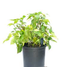 Image result for Acalypha ornata