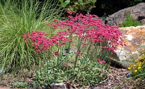 Image result for Eriospermum roseum