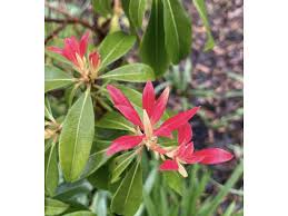 Image result for Pieris japonský bonfire obrázek