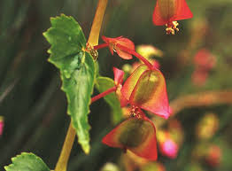 Image result for Begonia elatostemmoides