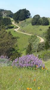 2501 grizzly peak boulevard, orinda, ca 94563, usa. Nature Walk Tilden Regional Park Tilden Ridge Note Change Of Time Calendar Ashby Village