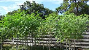 Pokok kelor, daunnya kecil ternyata memiliki manfaat yang sangat besar untuk kesihatan manusia. Perkara Menarik Mengenai Kacang Kelo Moringa Oleifera Myrokan