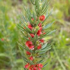 Image result for Indigofera hilaris