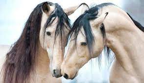Found On Bing From Www Pinterest Com Pferde Pferde Bilder Pferdebilder