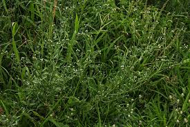 Image result for Euploca ovalifolia