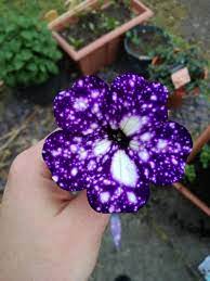 Einfach 20 Bilder Die Krass Interessant Sind Night Sky Petunia Petunia Flower Galaxy Flowers