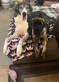 Girls just want to have fun ( and my sandwich) : r/greatdanes