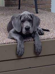Blue Great Dane Puppy Georgia Great Dane Dogs Dane Dog Dane Puppies