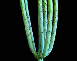 Image result for Leucas alluaudii