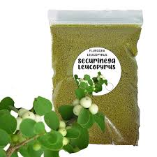 Image result for Flueggea