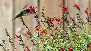 Attracting hummingbirds by planting native hummingbird flowers and plants from your region, providing shelter, shallow water bird baths and habitat. Hummingbirds Arrive In Houston
