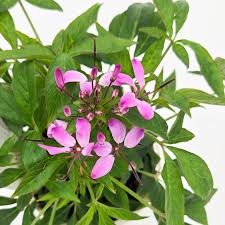 Image result for Cleome macrophylla