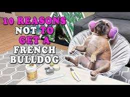 The average price of a male fluffy frenchie is usually $12,990 to $14,990, while females cost $13,990 to $15,990. French Bulldog Guide Cost Lifespan Colors Temperament Size More Caninejournal Com