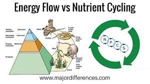 Differences Between Energy Flow And Nutrient Cycling Energy Flow Plant Science Biology Units