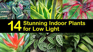 Roses, flowers, houseplants, ground covers, vines, ornamentals, shrubs and trees. 14 Stunning Indoor Plants For Low Light