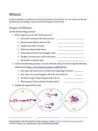 Meiosis results in _____ 2 haploid daughter cells 4 haploid daughter cells 2 diploid daughter cells 4 diploid daughter cells. Mitosis Worksheet Pdf Mitosis Cell Cycle