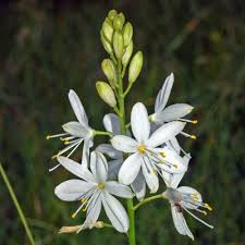 Image result for Anthericaceae