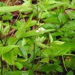 Image result for Cleome aculeata