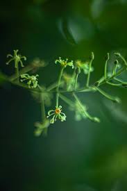 Image result for Tacazzea