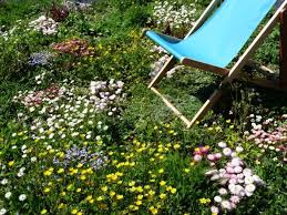 We did not find results for: Tapestry Lawn Low Growing And Mow Tolerant Plants Instead Of Grass Omg This Is What I Have Started With Adding Yarrow Lawn Alternatives Diy Lawn Clover Lawn