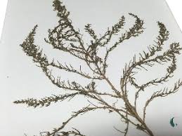 Image result for Suaeda articulata