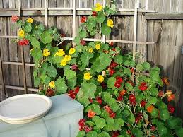 Pin On Garden And Outdoors