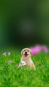 Free Wallpaper Phone Wallpaper Galaxy S7 Edge Iphone Wallpaper Animal Wallpaper Cute Dog Wallpaper