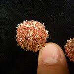 Image result for Lecanthus peduncularis