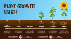 All About The Plant Growth Stages In 2021 Plant Growth Growth Seed Germination