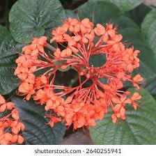 Image result for Sphaeranthus chandleri