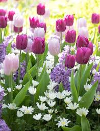 Many species of bulbous plants are essential to the world as food and ornaments. Which Spring Blooming Bulbs Are Perennial