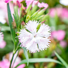Find over 100+ of the best free flowers images. Perennial Dianthus Plant Care Growing Guide
