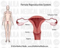 If the egg is not fertilized, then the thick and soft inner lining along with the dead egg and blood vessels, of uterus gets. Alila Medical Media Female Reproductive System Images