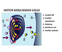 We did not find results for: Badan Golgi Gambar Fungsi Struktur Pengertian Sejarah