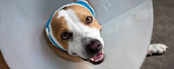 Emergency pet clinic near me 24 hours. 24 Hour Emergency Veterinarian In Southeastern Michigan Ovrs