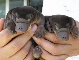 Image result for Elionurus platypus