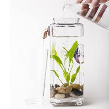 Recipeswelldone Org Betta Aquarium Betta Indoor Water Garden