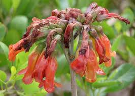 Image result for Secamone delagoensis